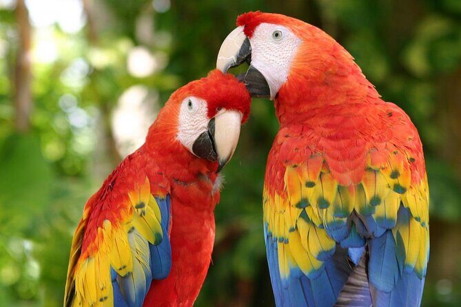 Tour Xcaret All Inclusive from Playa del Carmen - Included Transportation - Key takeaways before you go