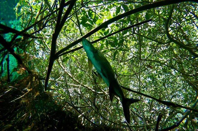 Try dive in beautiful Casa cenote for 2 people - FAQ