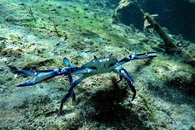Try dive in beautiful Casa cenote for 2 people - Underwater time at Casa Cenote: light in the rocks, mangroves, fish, and blue crabs