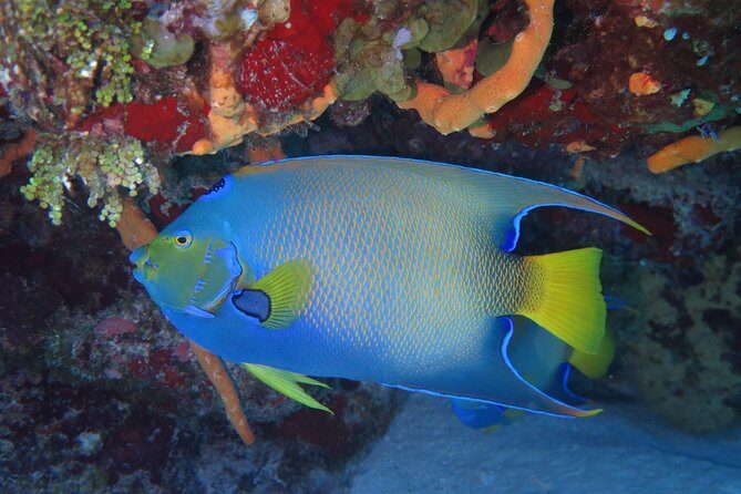 Try dive in Cozumel island - From Playa del Carmen to Cozumel: how the day starts