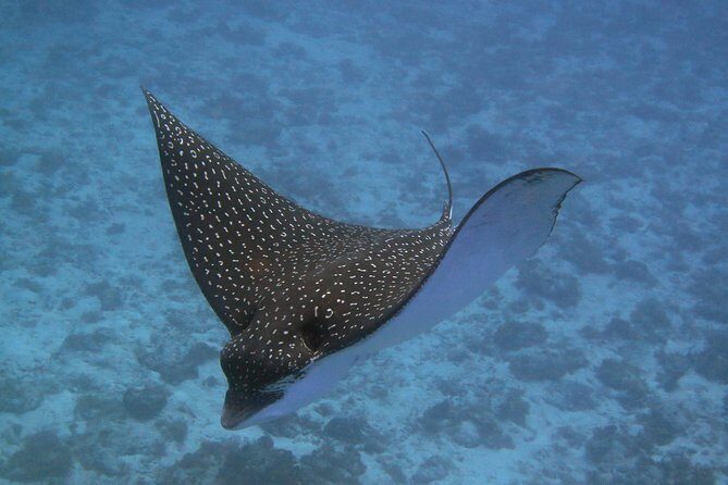 Try dive in Cozumel island - The shallow-water skills session near shore