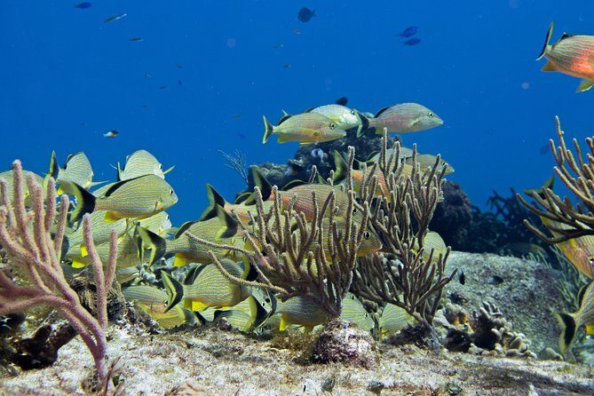 Try dive in Cozumel island - On the boat: setup, safety, and the scuba basics you actually need