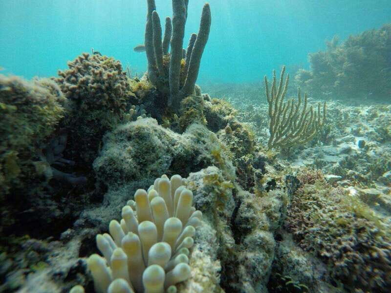 Tulum: 2 spot Reef Snorkel 1 hour 30 minutes - Safety check and gear setup: the part that can make or break snorkeling