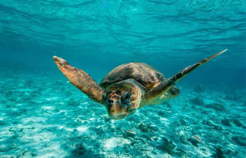 Tulum: 2 spot Reef Snorkel 1 hour 30 minutes - Meeting at El Paraiso: where to go and what to plan for