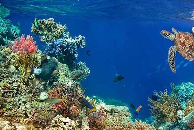 Tulum Area Experiences Guided 2 Tank Scuba Dive Casa Cenote & Barrier Reef-Lunch - Open-ocean boat ride and the barrier reef underwater session