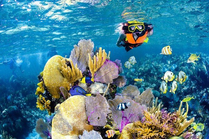 Tulum Area Experiences Guided Snorkeling Tour - Casa Cenote + Ocean Reef & Lunch - Casa Cenote snorkeling: seeing fish in a place that connects fresh and salt