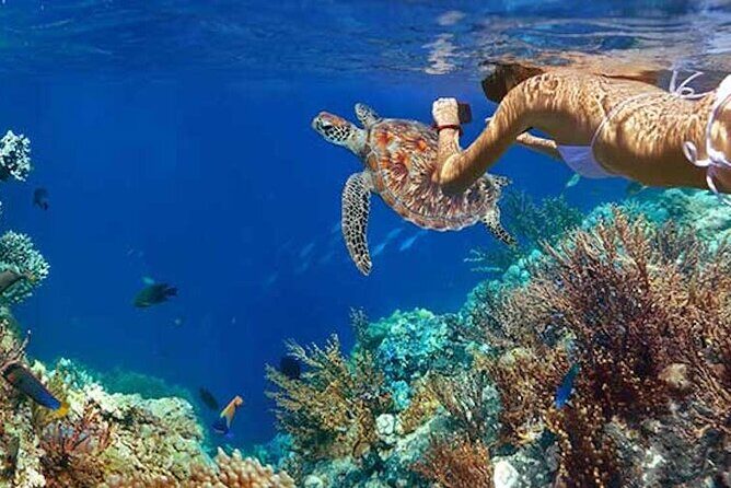 Tulum Area Experiences Guided Snorkeling Tour - Casa Cenote + Ocean Reef & Lunch - Guides and the small-group advantage: why max 12 helps you see more