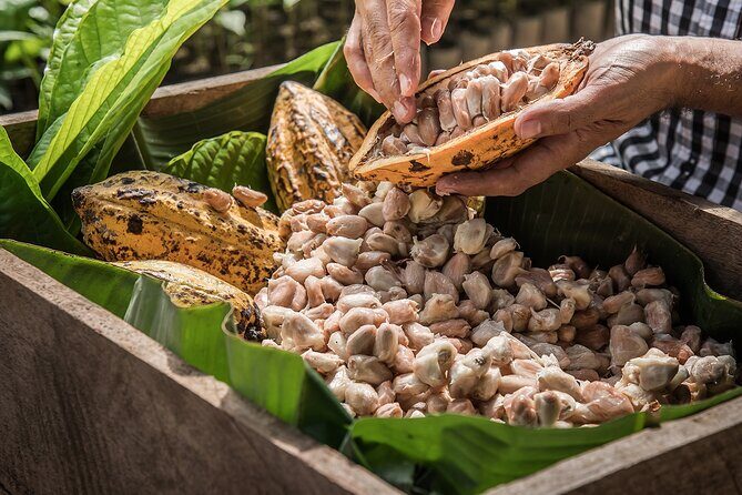 Tulum: Chocolate & Honey Sanctuary Experience with Cenote - Chocolate, honey, and cenote time: where this really happens