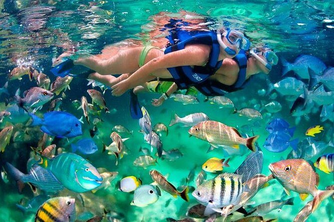 Tulum Coba Akumal Snorkel tour Premium Service Small Group - Akumal snorkeling in the morning: calmer water and real turtle chances