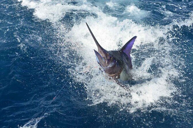 Tulum Deep Sea Fishing Tour - Price and Value: $499 for Up to Four