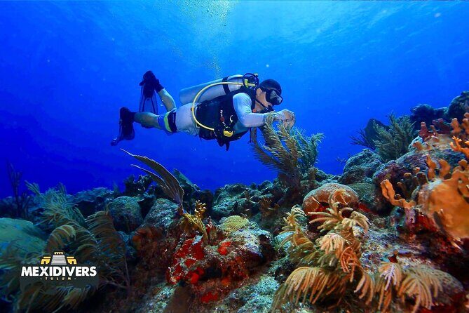 Tulum Diving (Reef) 2 Tanks - Tulum Reef, 2 Tanks: What You’re Really Buying