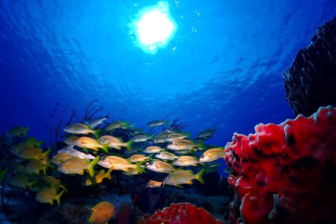 Tulum Diving (Reef) 2 Tanks - Two Underwater Sessions (45–50 Minutes Each): How the Day Flows