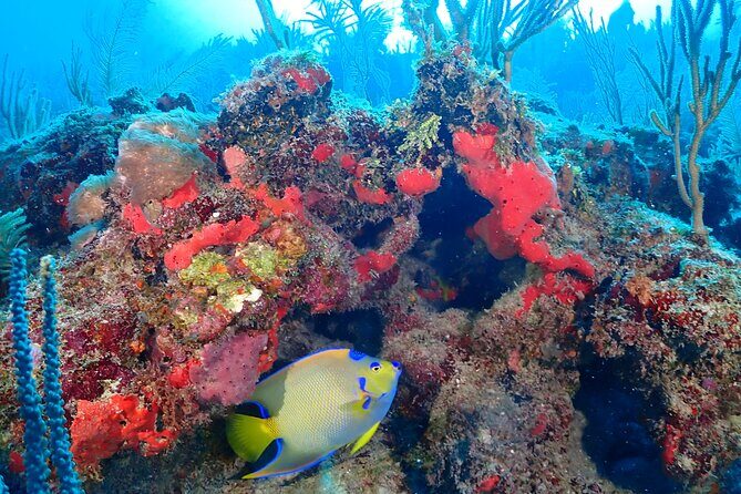 Tulum Diving (Reef) 2 Tanks - What’s Included (and What’s Not) for Real-World Value
