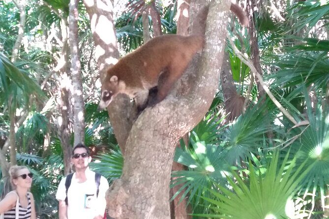 Tulum Guided Tour and Cenote Swim from Playa del Carmen - Tulum Archaeological Site: A Guided Walk With Room to Wander