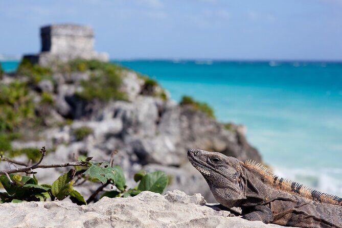 Tulum Guided Tour and Cenote Swim from Playa del Carmen - English Guide Experience and Small-Group Energy