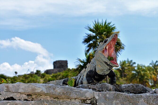 Tulum Guided Tour and Cenote Swim from Playa del Carmen - Cenote Yax Kin Camping: The Swim Break You’ll Feel in Your Bones