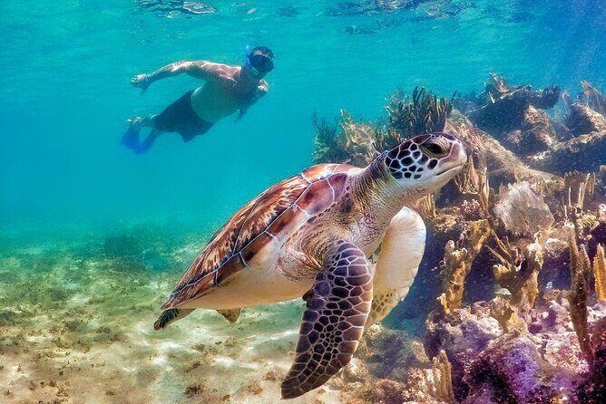 Tulum Mayan Ruins and Snorkeling with Turtles at Akumal - Price and the Real Cash Math: $119 Plus Mandatory Tulum Fees