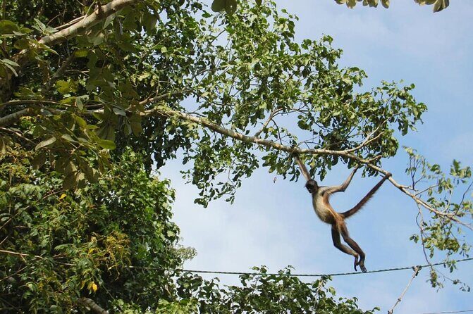 Tulum Monkey Sanctuary Tour Punta Laguna - Key things to know before you go to Punta Laguna and Cenote Calavera