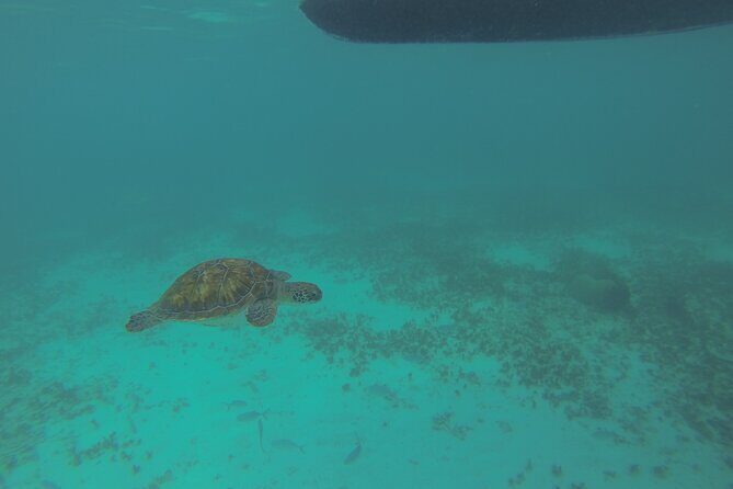 Tulum Private Boat Tour & Turtle Snorkeling Experience - Stop 1: Tulum Archaeological Site (or Zama) with a guided visit that keeps it clear