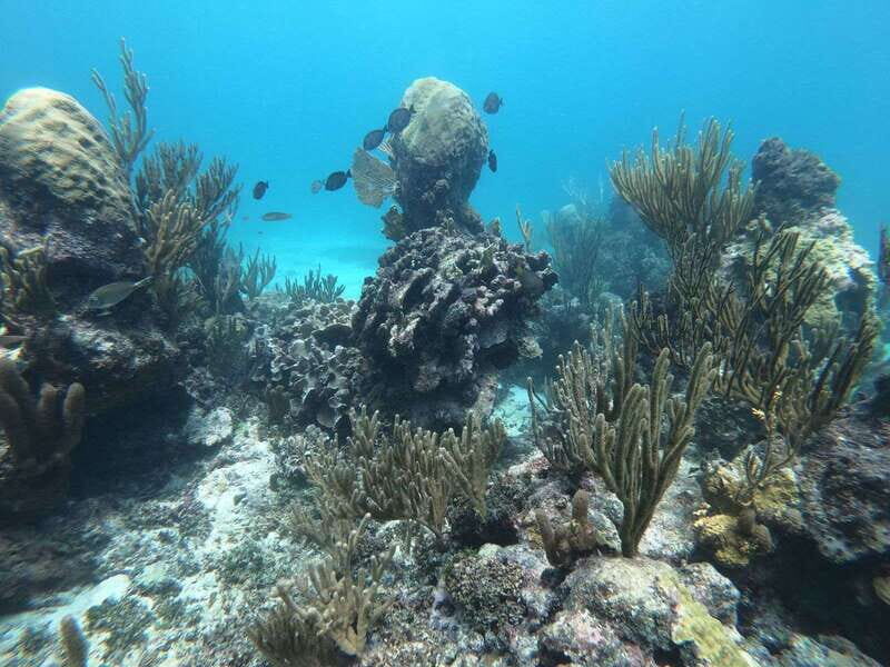 Tulum: Private Snorkel and Sailing Experience - Reed stop and snorkel setup: how the tour keeps it simple