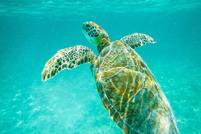 Tulum Ruinas and Tortugas Express - Key points worth knowing