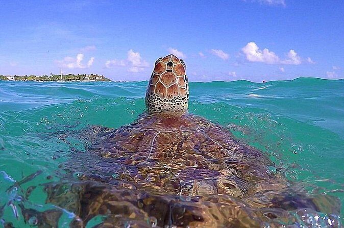 Tulum Ruinas and Tortugas Express - Price and value: where the real costs show up
