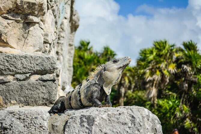 Tulum Ruins and Jaguar Park, Private Round Trip and Tickets - Making the Most of Your 1-Hour Walk Inside the Walled City
