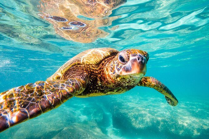 Tulum Ruins and Turtles Express - Price and value: is $109 worth it?