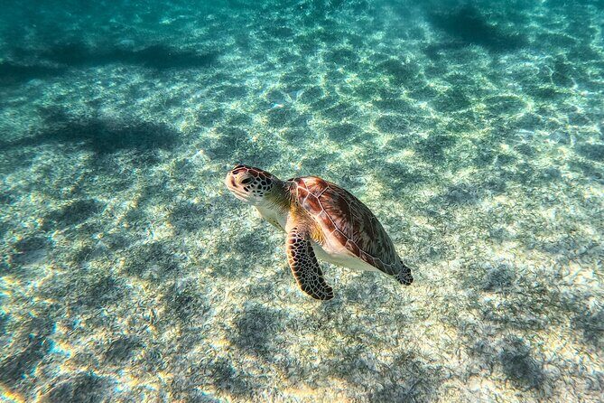 Tulum Ruins, Sea Turtles & Cenote Swim Adventure Tour - Akumal Sea Turtles: The Best Wildlife Encounter on This Route