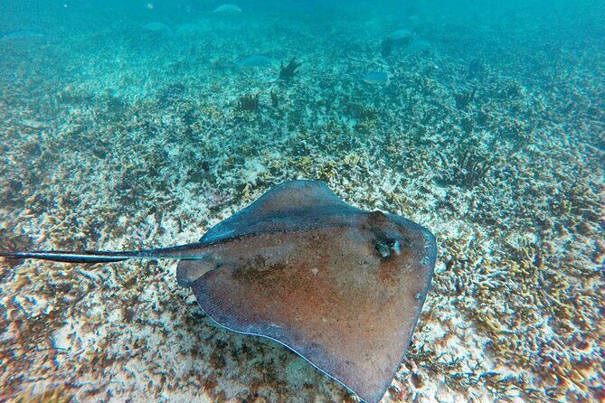 Tulum Ruins, Snorkeling with Turtles and Underground Caves - Transportation and timing: 8:00 a.m. start, long-day rhythm