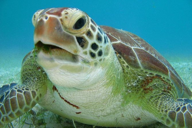 Tulum ruins, Swim with turtles and Cenote from Riviera Maya - Pickup, timing, and how the “small group” actually helps