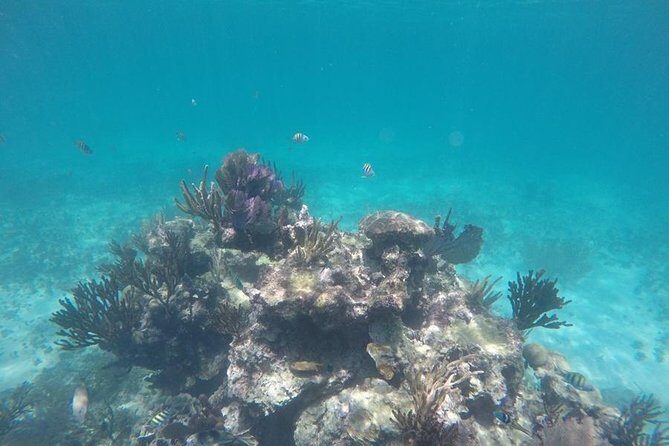 Tulum ruins swim with turtles in Akumal and Cenote - Stop 2: Akumal Beach Turtle Snorkeling in a Natural Habitat