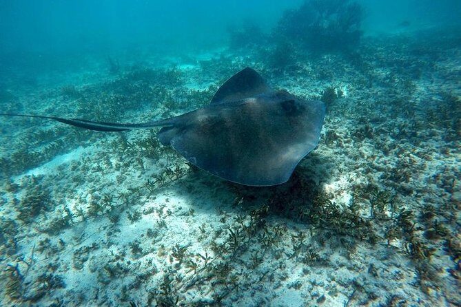 Tulum ruins swim with turtles in Akumal and Cenote - Lunch, Comfort, and the Air-Conditioned Vehicle Reality