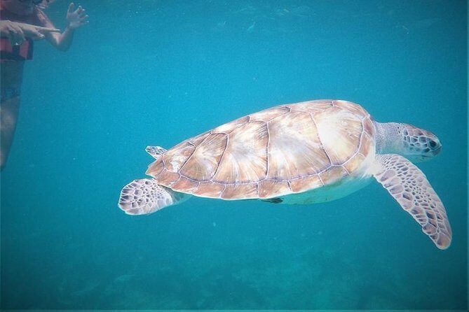 Tulum ruins swim with turtles in Akumal and Cenote - Stop 1: Tulum Archaeological Site and the Port-City Story