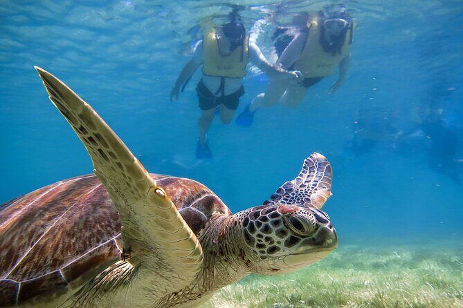 Tulum Ruins, Turtle Sighting and Underground Caves - Key highlights at a glance