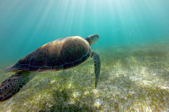 Tulum Ruins, Turtle Sighting and Underground Caves - Stop 1: Tulum Ruins on the cliff above the Caribbean