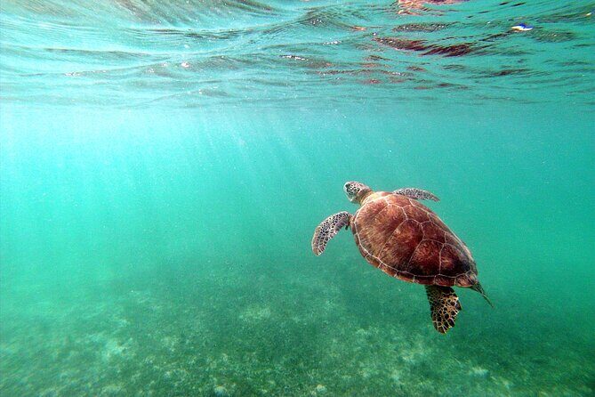 Tulum Ruins, Turtle Sighting and Underground Caves - Stop 2: Akumal snorkeling for turtles and reef life