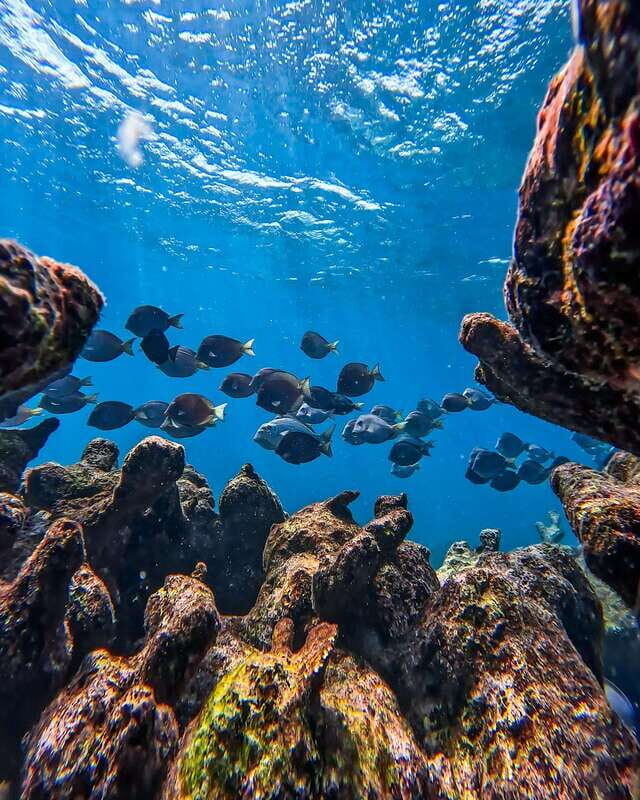 Tulum: Snorkeling at Paradise Reef - Key highlights you’ll care about