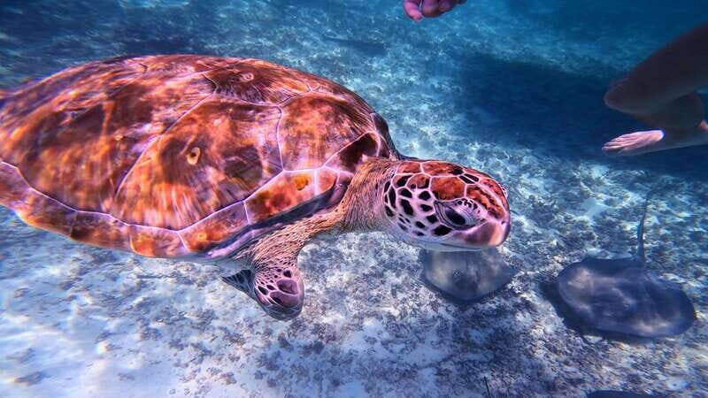 Tulum: Snorkeling at Paradise Reef - Paradise Reef in Tulum: what this trip is really about