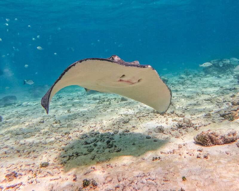 Tulum: Snorkeling at Paradise Reef - Price and value: why $35 can be a smart move