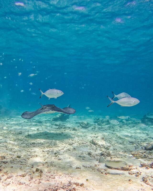 Tulum: Snorkeling at Paradise Reef - What to bring so your snorkel time feels smooth