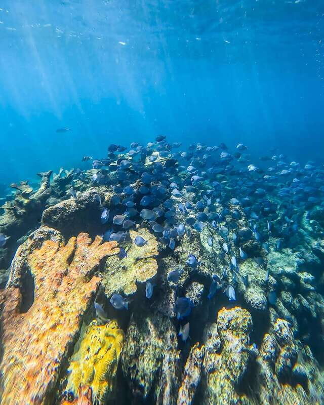 Tulum: Snorkeling at Paradise Reef - From Tulum Snorkel Services to the quick ruins photo stop