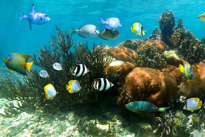 Turtle and Reef Sanctuary Snorkeling - Turtle and Reef Sanctuary: what your first hour in Akumal is like
