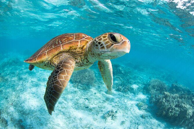 Turtle and Reef Sanctuary Snorkeling - Group size: up to 555 people, so show up ready