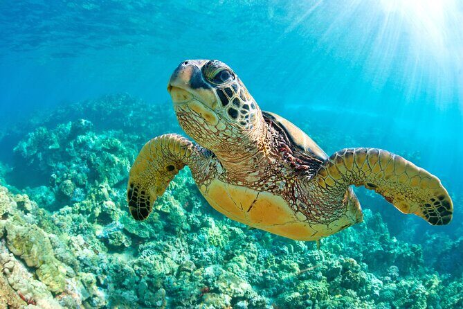 Turtle and Reef Sanctuary Snorkeling - Price and logistics: the $69 tour isn’t the whole cost