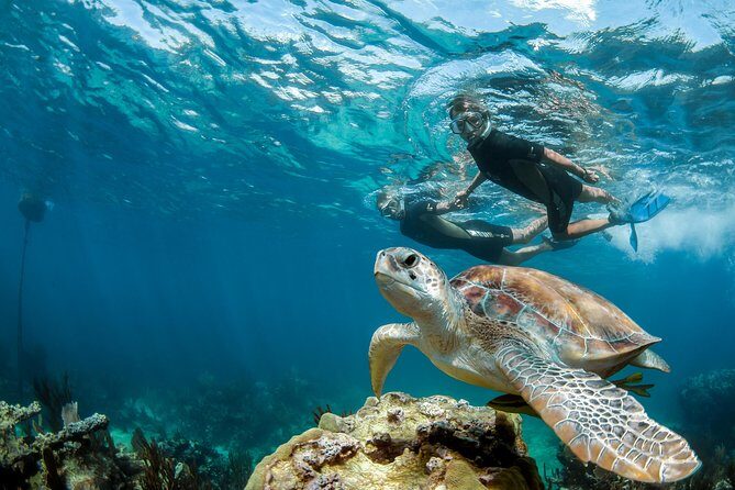 Turtle Encounter Private Tour – Swim with Sea Turtles & Cenote - Pickup from Playa del Carmen to Tulum (and how to plan your morning)