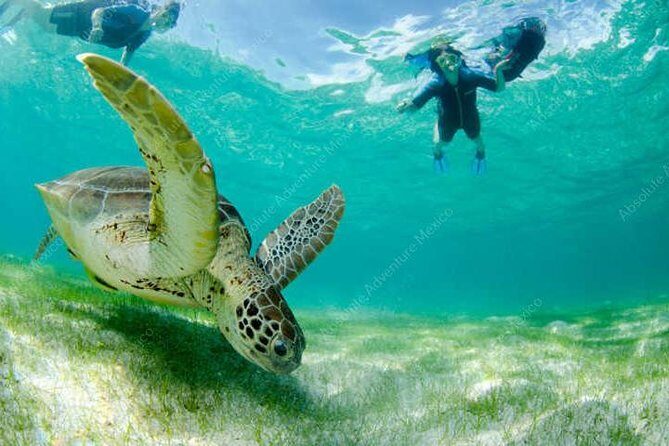 Turtle Encounter Private Tour – Swim with Sea Turtles & Cenote - Entering the water at Akumal Beach for wild sea turtles