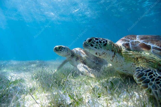 Turtle Encounter Private Tour – Swim with Sea Turtles & Cenote - Cenote Taak Bi Ha (and the three cenote options you can choose)