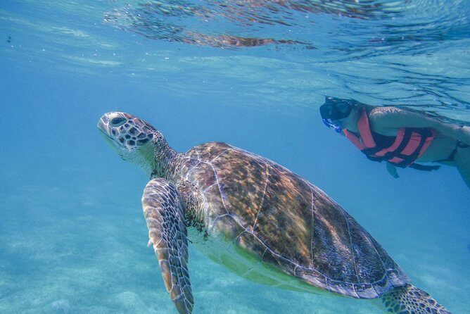 Turtle Snorkeling Adventure from Cancun - Price and Value: What $139 Buys You (and What It Doesn’t)