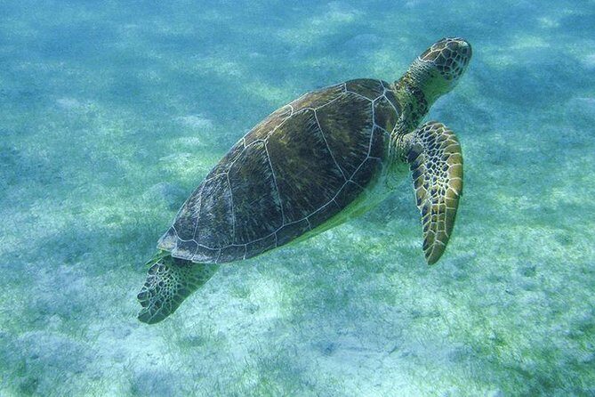 Turtle Snorkeling Adventure from Cancun - Getting From Your Hotel to the Cenote (EcoColors Tours)
